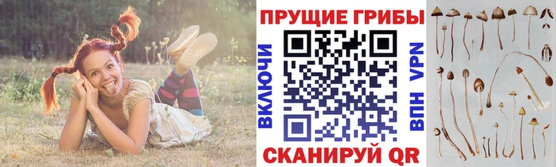 Купить  Нижняя Тура  Псилоцибиновые грибы Cubensis 